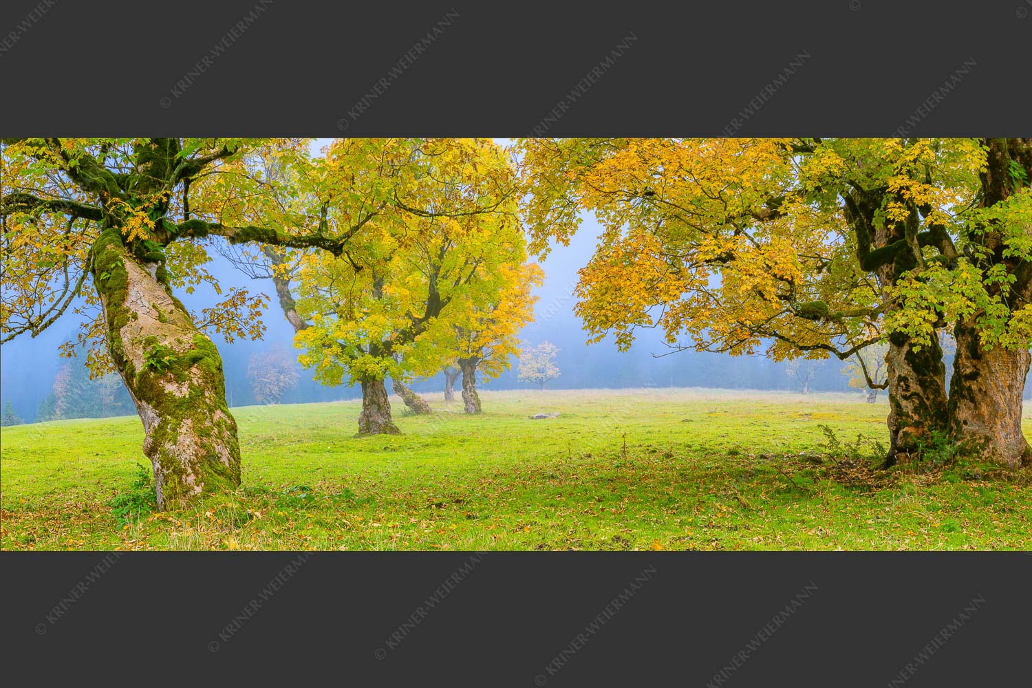 Bergahorne in herbstlicher Pracht im Karwendelgebirge - Stille Farben 2,5:1  -- Bergahorne Herbst Karwend - mehr Infos bei www.Kriner-Weiermann.de