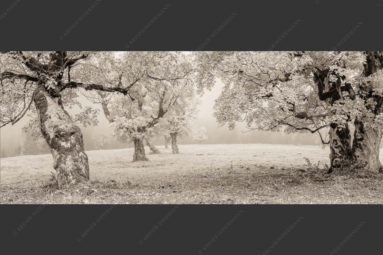 Bergahorne in herbstlicher Pracht im Karwendelgebirge - Stille Farben 2,5:1 sepia -- Bergahorne Herbst Karwend - mehr Infos bei www.Kriner-Weiermann.de