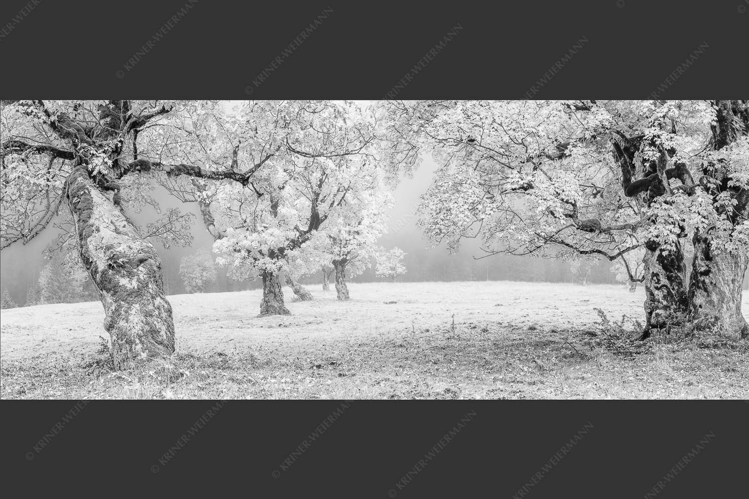 Bergahorne in herbstlicher Pracht im Karwendelgebirge - Stille Farben 2,5:1 sw -- Bergahorne Herbst Karwend - mehr Infos bei www.Kriner-Weiermann.de