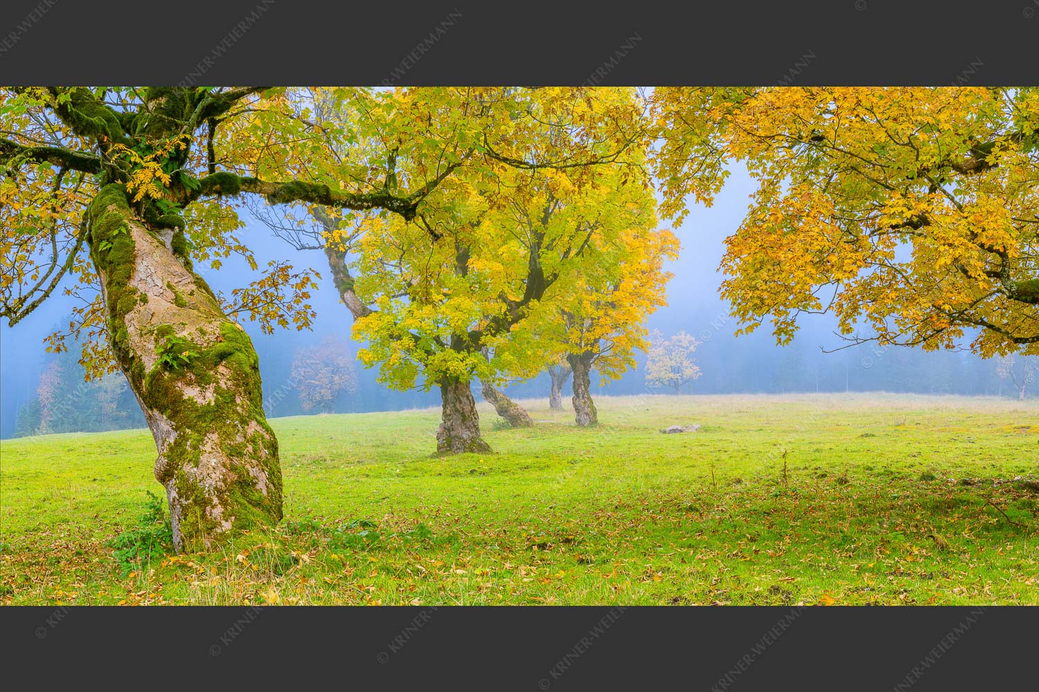 Bergahorne in herbstlicher Pracht im Karwendelgebirge - Stille Farben 2:1  -- Bergahorne Herbst Karwend - mehr Infos bei www.Kriner-Weiermann.de