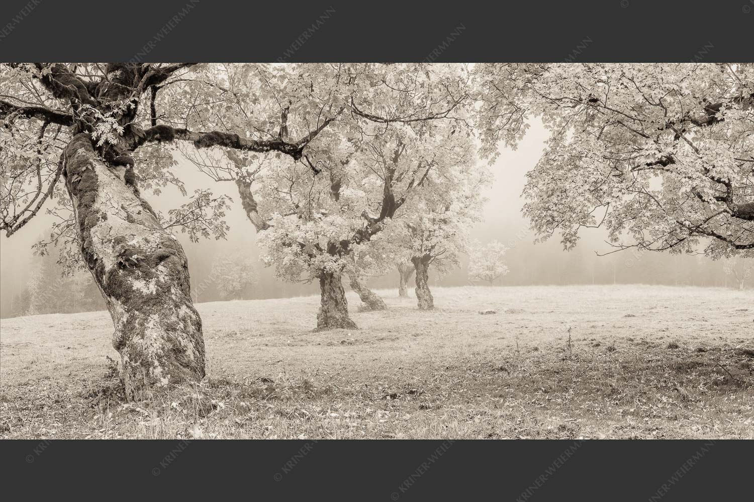 Bergahorne in herbstlicher Pracht im Karwendelgebirge - Stille Farben 2:1 sepia -- Bergahorne Herbst Karwend - mehr Infos bei www.Kriner-Weiermann.de