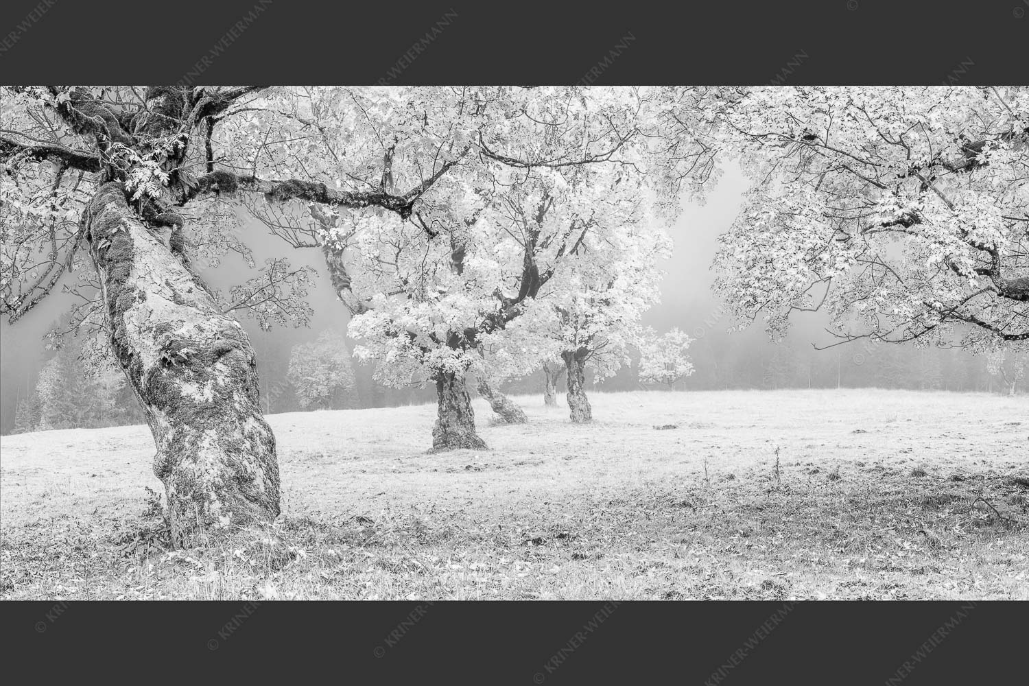 Bergahorne in herbstlicher Pracht im Karwendelgebirge - Stille Farben 2:1 sw -- Bergahorne Herbst Karwend - mehr Infos bei www.Kriner-Weiermann.de