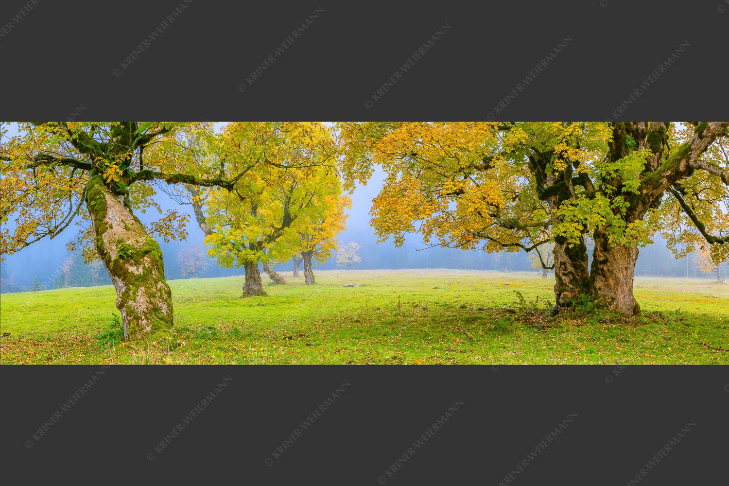 Bergahorne in herbstlicher Pracht im Karwendelgebirge - Stille Farben 3:1  -- Bergahorne Herbst Karwend - mehr Infos bei www.Kriner-Weiermann.de