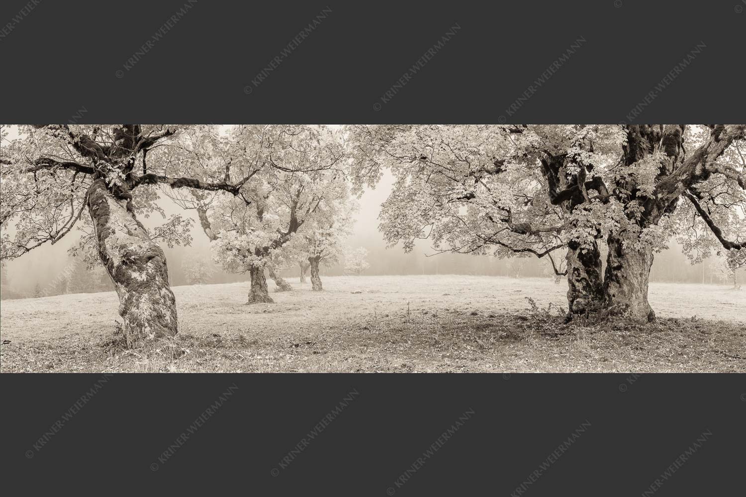 Bergahorne in herbstlicher Pracht im Karwendelgebirge - Stille Farben 3:1 sepia -- Bergahorne Herbst Karwend - mehr Infos bei www.Kriner-Weiermann.de