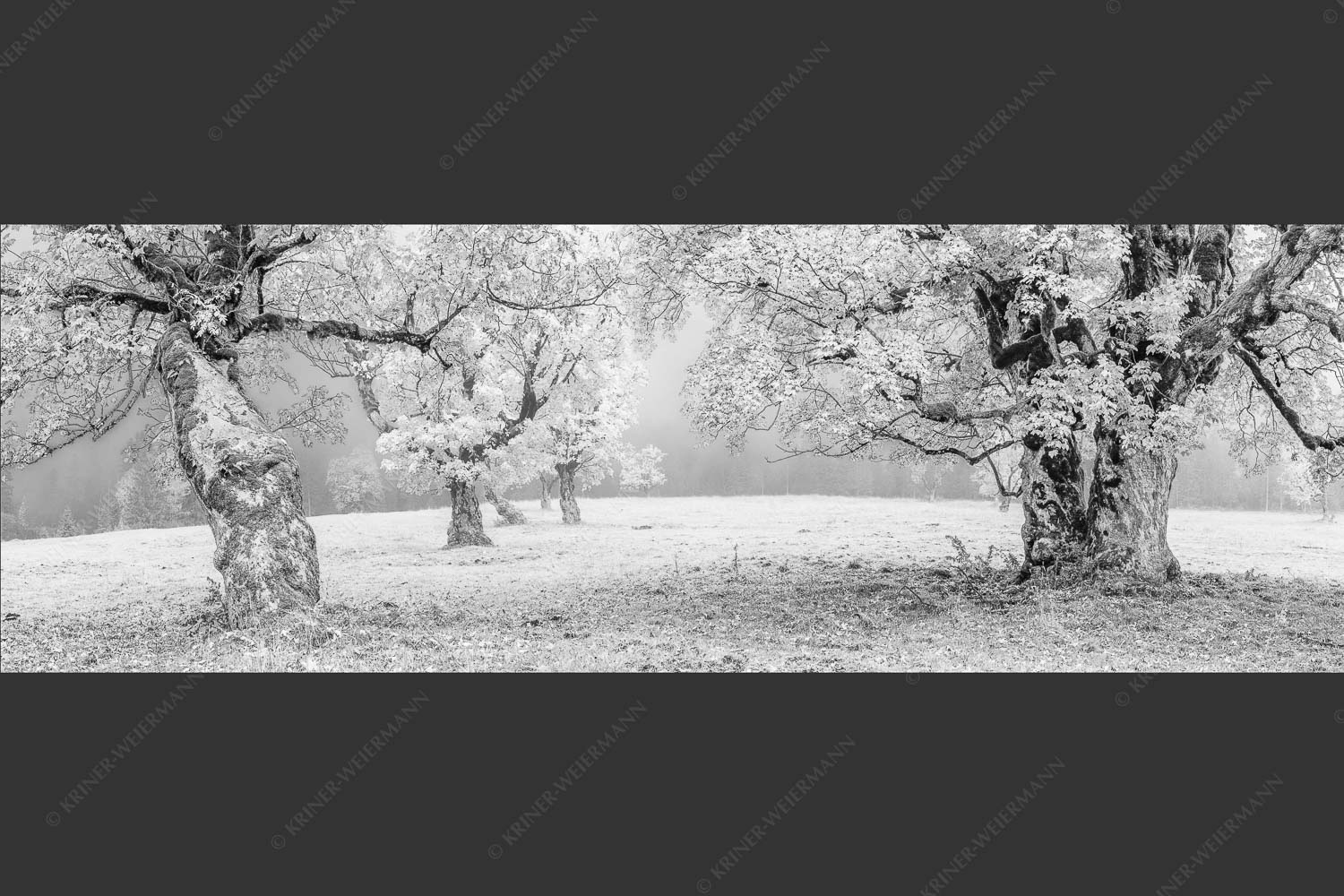 Bergahorne in herbstlicher Pracht im Karwendelgebirge - Stille Farben 3:1 sw -- Bergahorne Herbst Karwend - mehr Infos bei www.Kriner-Weiermann.de