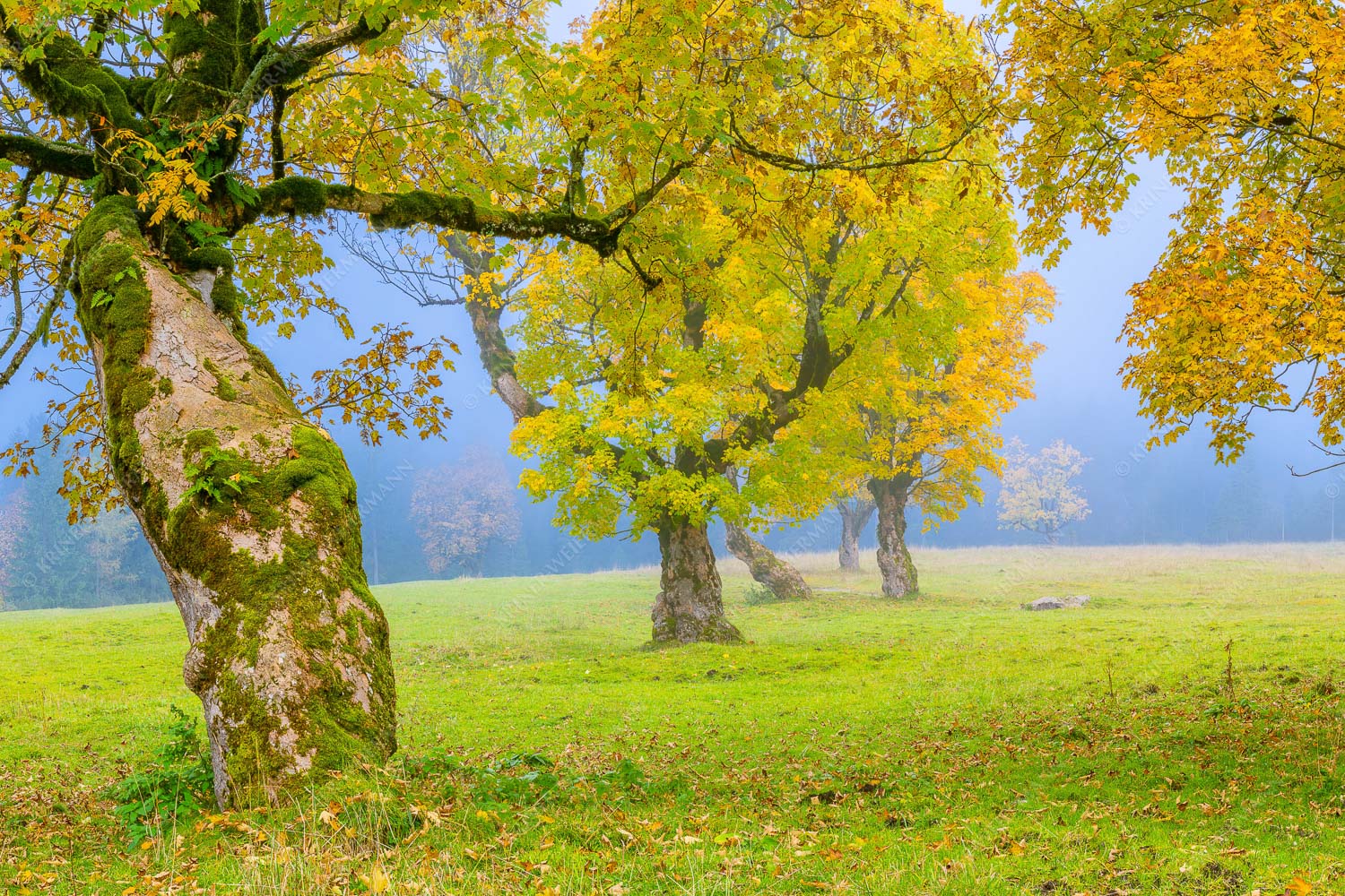 Bergahorne in herbstlicher Pracht im Karwendelgebirge - Stille Farben 3:2  -- Bergahorne Herbst Karwend - mehr Infos bei www.Kriner-Weiermann.de