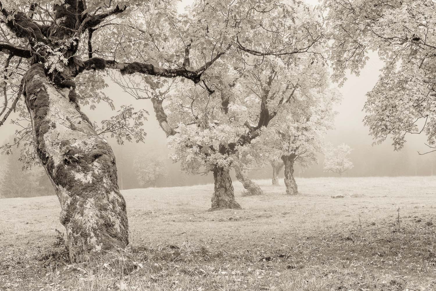 Bergahorne in herbstlicher Pracht im Karwendelgebirge - Stille Farben 3:2 sepia -- Bergahorne Herbst Karwend - mehr Infos bei www.Kriner-Weiermann.de