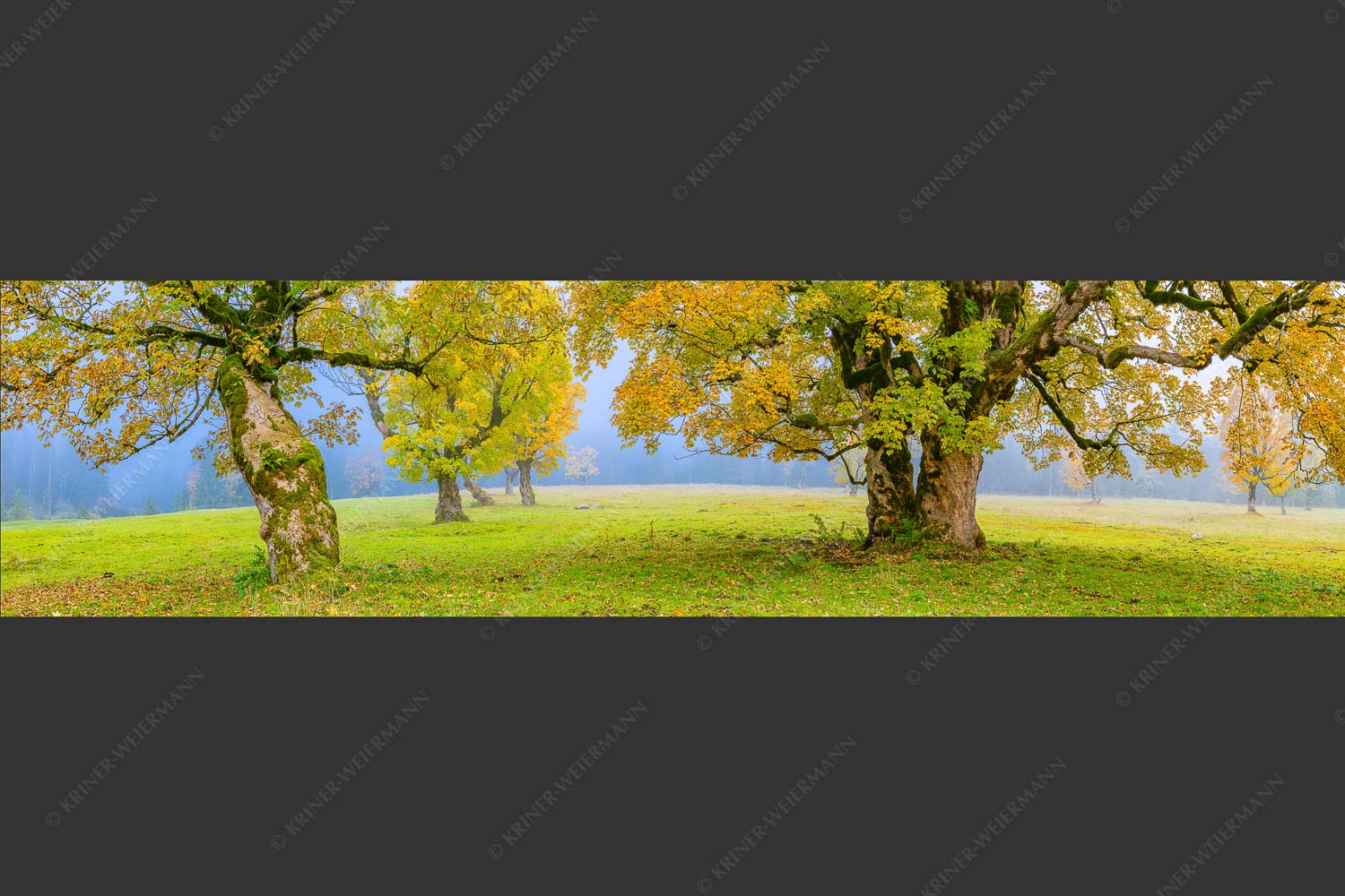 Bergahorne in herbstlicher Pracht im Karwendelgebirge - Stille Farben 4:1  -- Bergahorne Herbst Karwend - mehr Infos bei www.Kriner-Weiermann.de