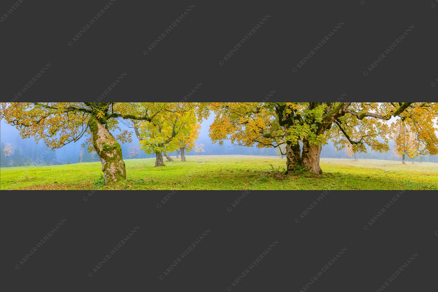Bergahorne in herbstlicher Pracht im Karwendelgebirge - Stille Farben 5:1  -- Bergahorne Herbst Karwend - mehr Infos bei www.Kriner-Weiermann.de