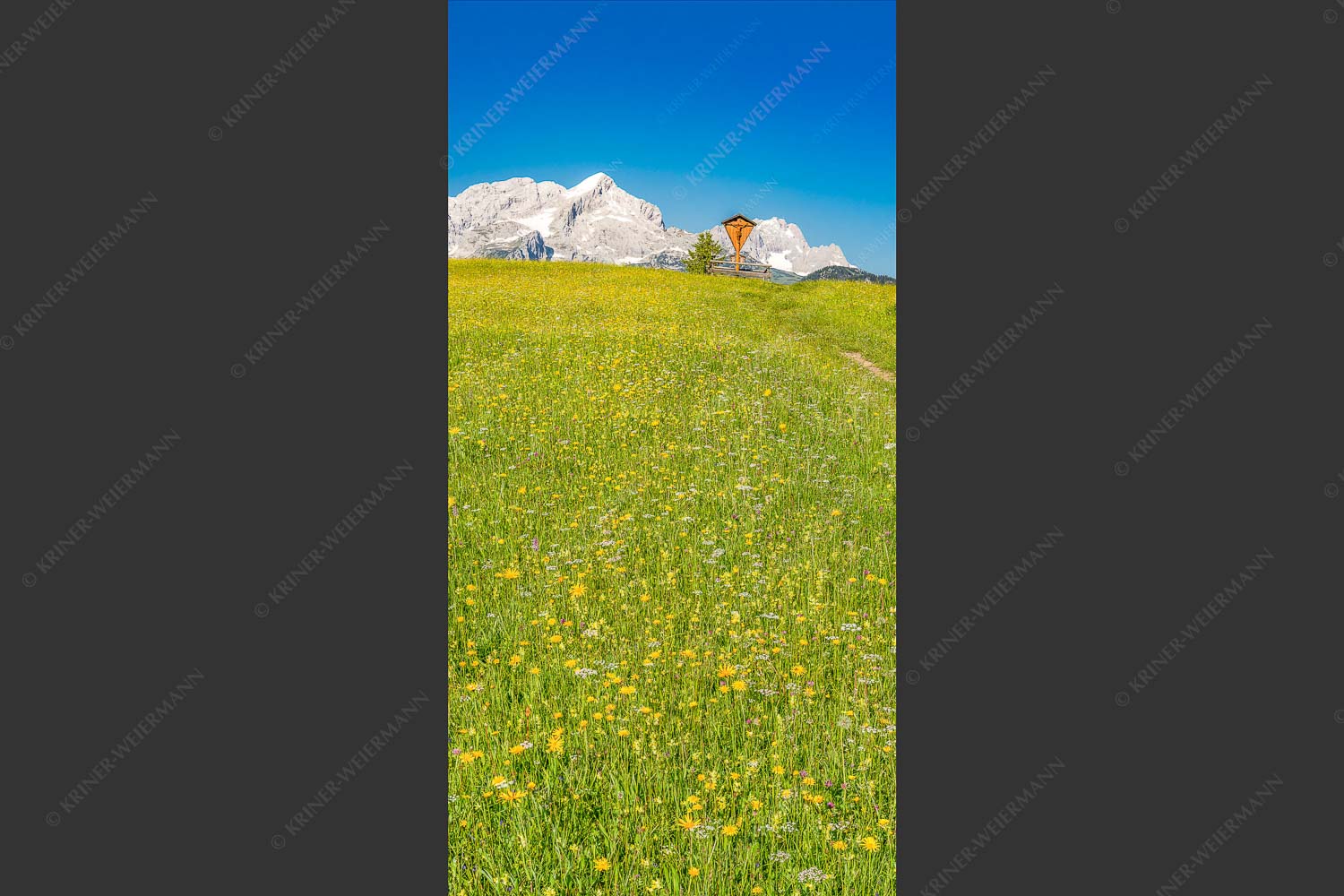 Blick über Blumenwiese am Eckbauer zum Zugspitzmassiv - Wegkreuz II 1:2  -- Alpine Kulturlandschaft Alpspitze Zugspitze - mehr Infos bei www.Kriner-Weiermann.de