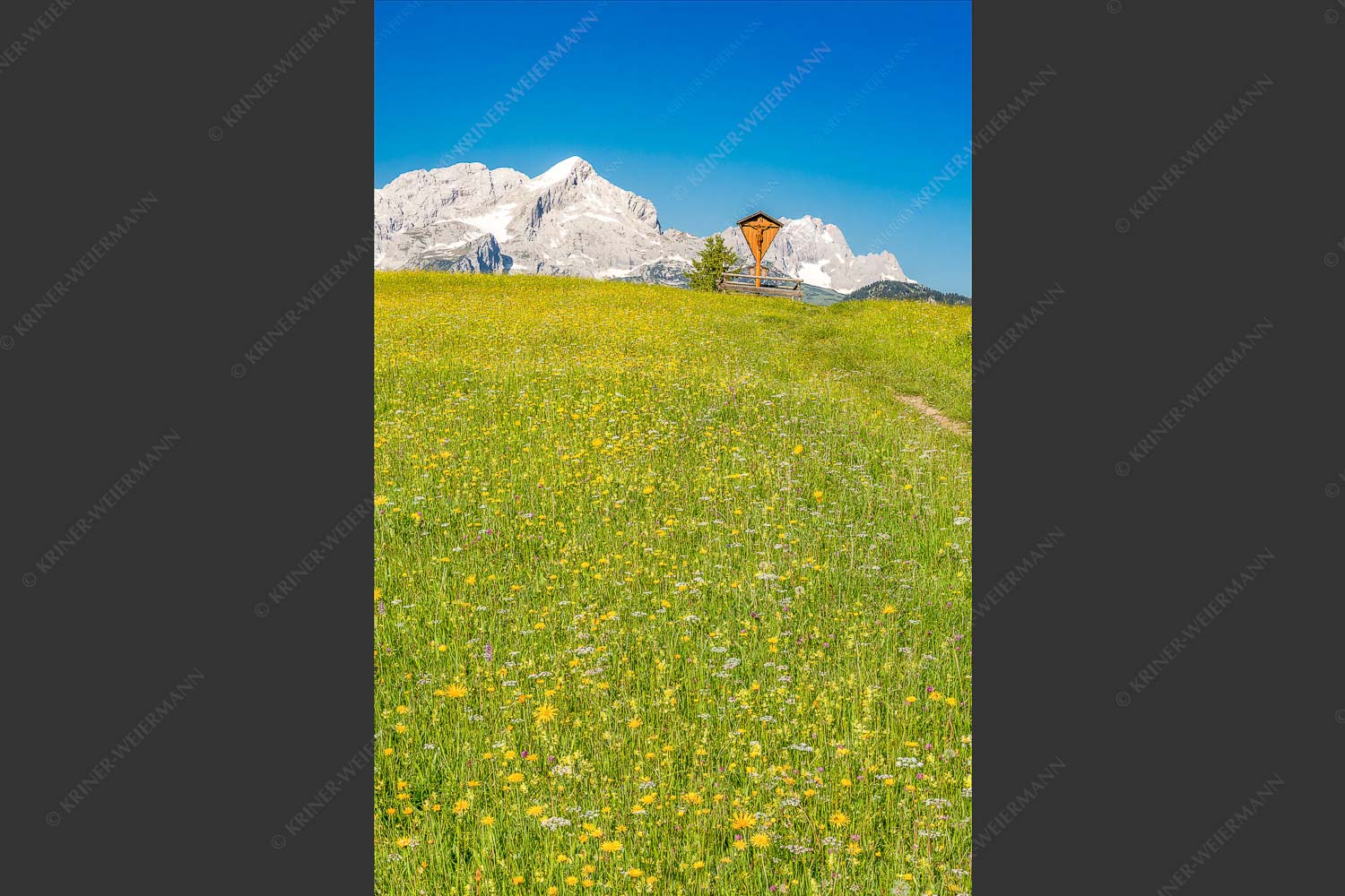 Blick über Blumenwiese am Eckbauer zum Zugspitzmassiv - Wegkreuz II 2:3  -- Alpine Kulturlandschaft Alpspitze Zugspitze - mehr Infos bei www.Kriner-Weiermann.de