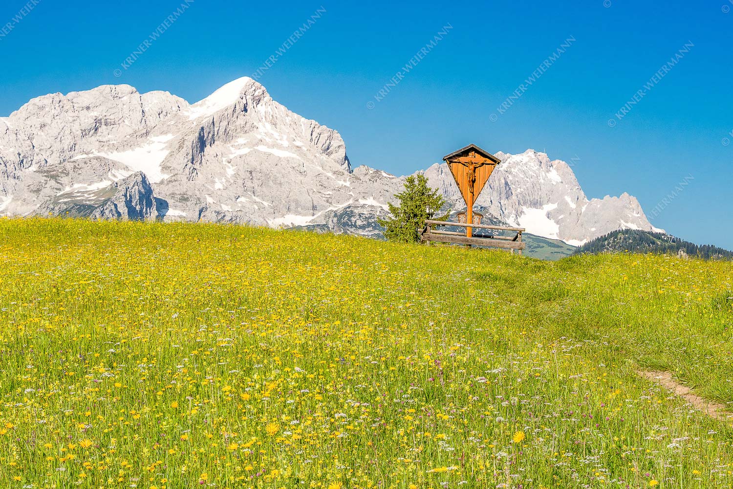 Blick über Blumenwiese am Eckbauer zum Zugspitzmassiv - Wegkreuz II 3:2  -- Alpine Kulturlandschaft Alpspitze Zugspitze - mehr Infos bei www.Kriner-Weiermann.de