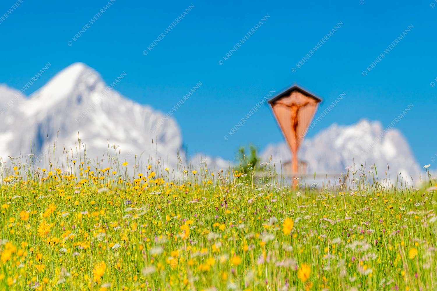Blick über Blumenwiese am Eckbauer zum Zugspitzmassiv - Wegkreuz III 3:2  -- Alpine Kulturlandschaft Alpspitze Zugspitze - mehr Infos bei www.Kriner-Weiermann.de