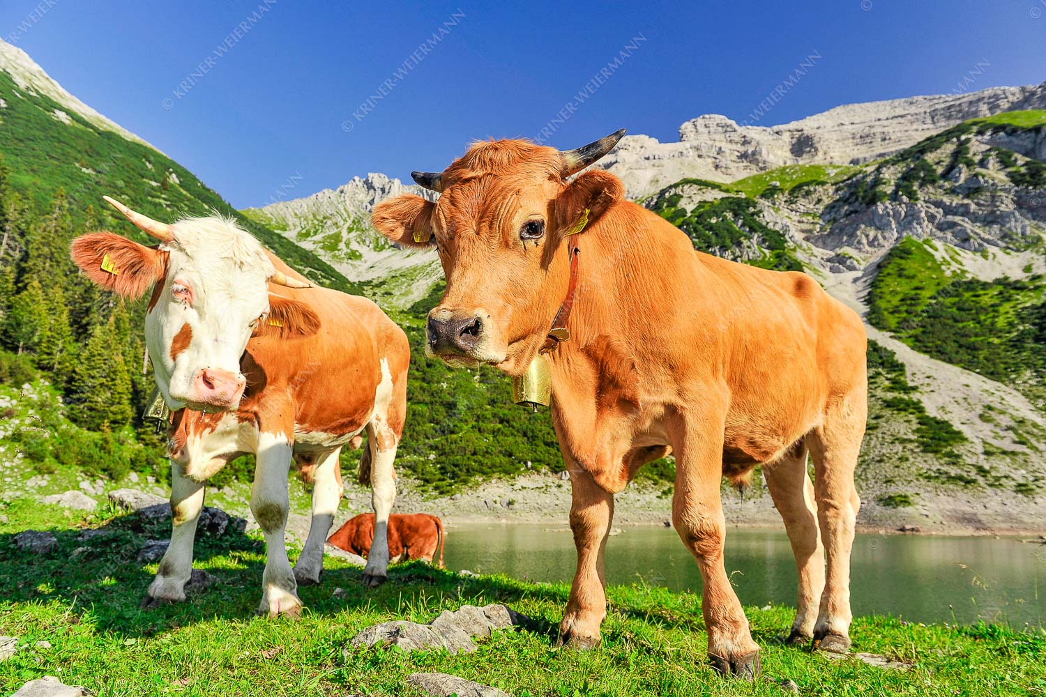 Jungvieh am kleinen Soiernsee mit Soiernspitze im Hintergrund - Auf der Alm 3:2  -- Kälber im Soierngebirge - mehr Infos bei www.Kriner-Weiermann.de