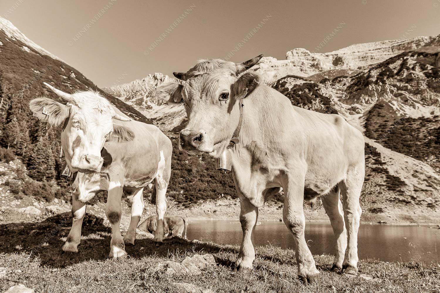 Jungvieh am kleinen Soiernsee mit Soiernspitze im Hintergrund - Auf der Alm 3:2 sepia -- Kälber im Soierngebirge - mehr Infos bei www.Kriner-Weiermann.de