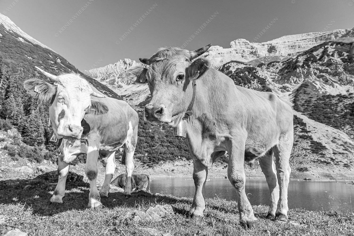Jungvieh am kleinen Soiernsee mit Soiernspitze im Hintergrund - Auf der Alm 3:2 sw -- Kälber im Soierngebirge - mehr Infos bei www.Kriner-Weiermann.de