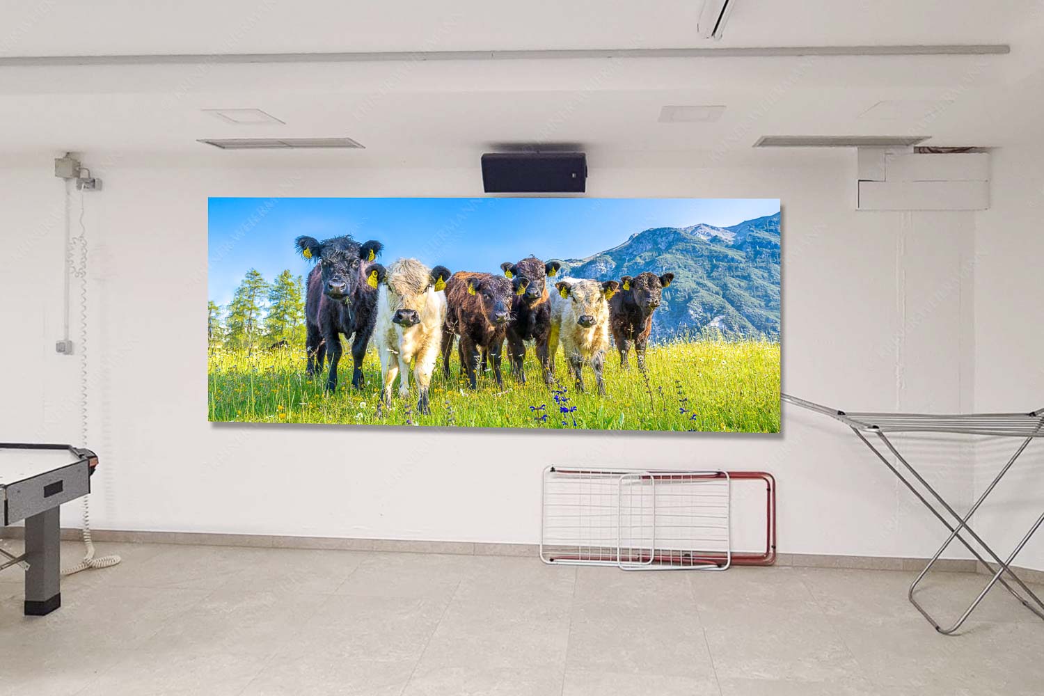 Jungvieh in Leutasch mit Wetterstein im Hintergrund - Mitte 6er Bande-Junge Kälber auf Blumenwiese 2,5:1 - mehr Infos bei www.Kriner-Weiermann.de