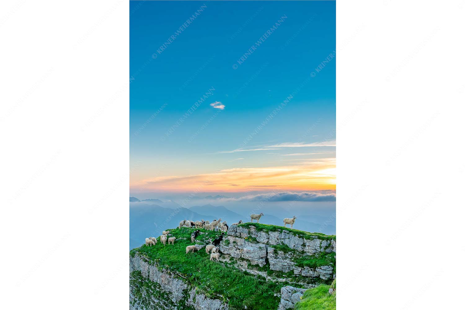 Bergschafe am Gipfel des Schafreiter im Karwendelgebirge bei Sonnenuntergang - Alle Schäfchen beisammen_2zu3 - mehr Infos bei www.Kriner-Weiermann.de