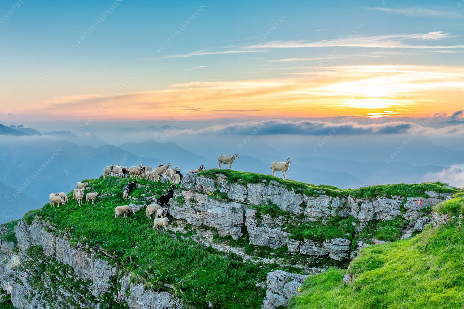 Bergschafe am Gipfel des Schafreiter im Karwendelgebirge bei Sonnenuntergang - Alle Schäfchen beisammen_3zu2 - mehr Infos bei www.Kriner-Weiermann.de