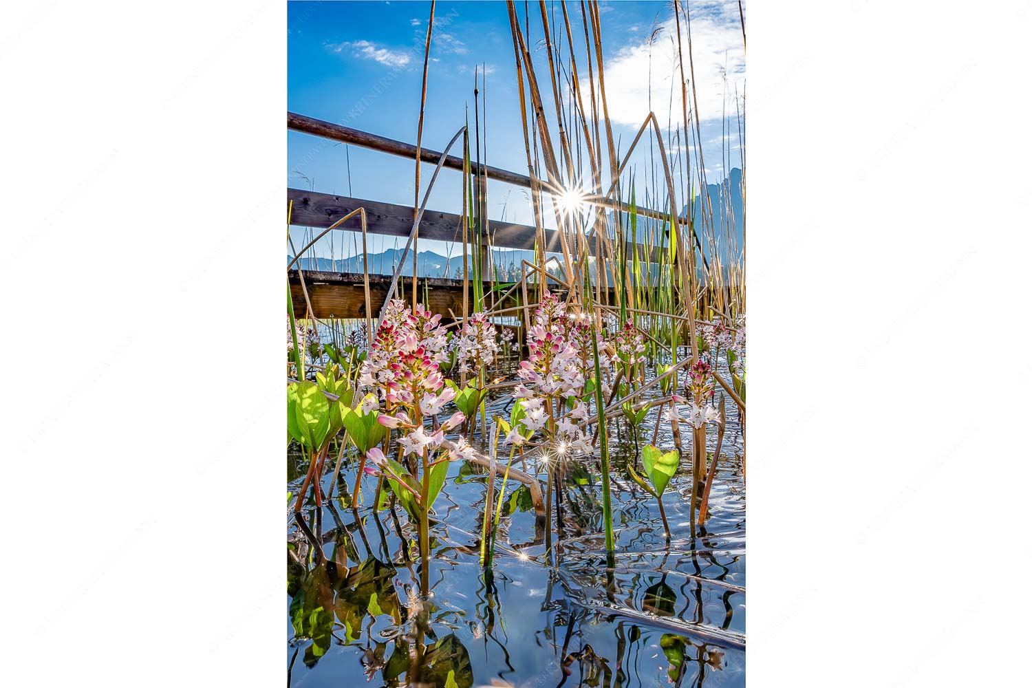 Im Frühling blüht der Vieberklee entlang der Ufer des Lautersees - Taufrisch_2zu3 - mehr Infos bei www.Kriner-Weiermann.de