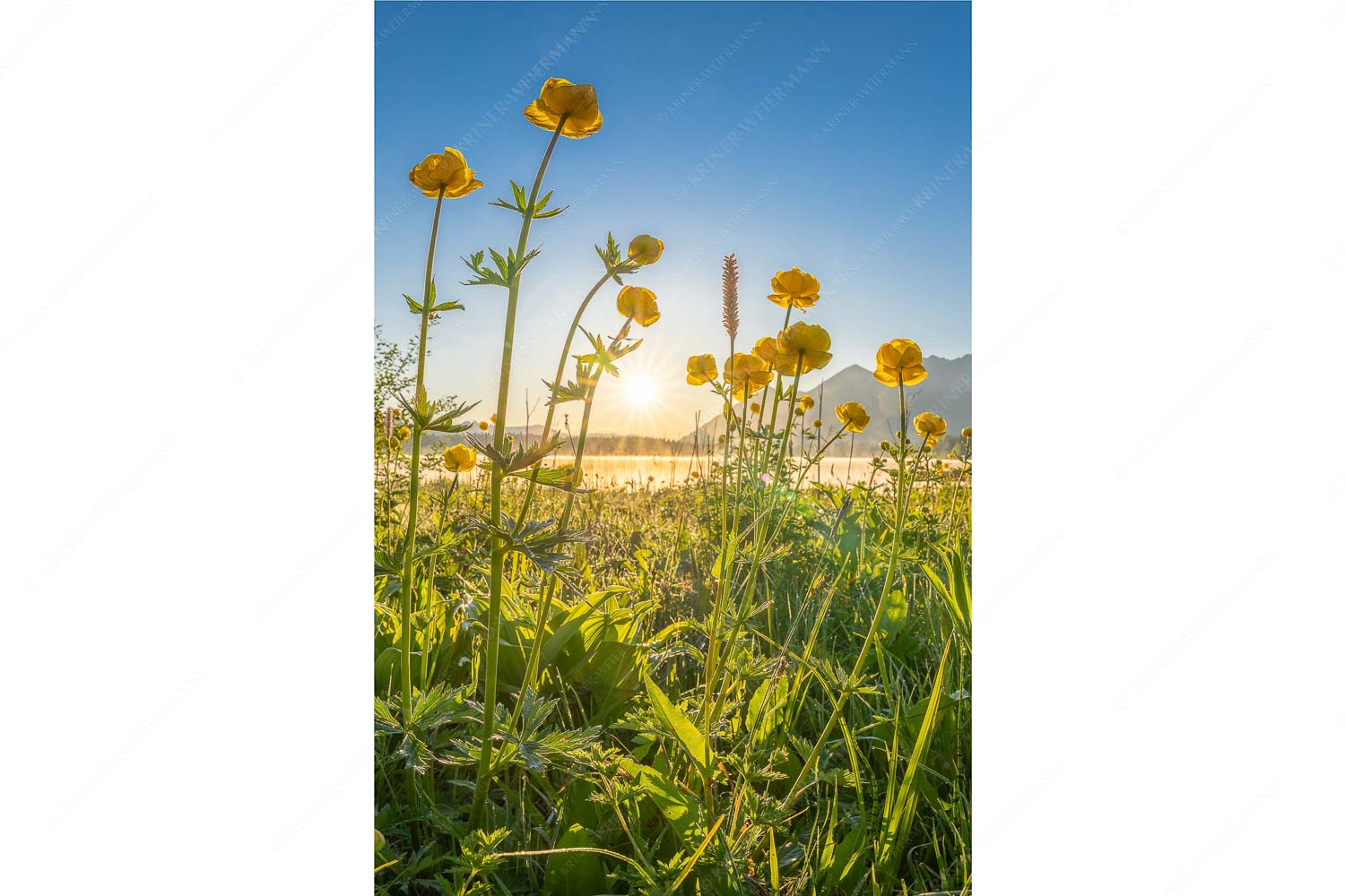 Trollblumen am Barmsee bei Sonnenaufgang - Trollblumen am Barmsee_2zu3 - mehr Infos bei www.Kriner-Weiermann.de