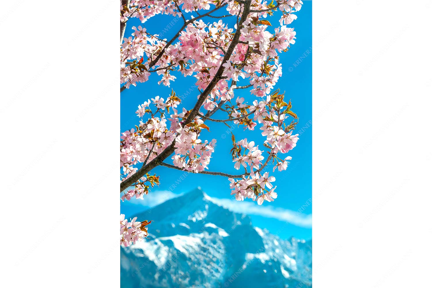 Frühlingsblüte vor Alpspitze - Übern Kopf gewachsen_2zu3 - mehr Infos bei www.Kriner-Weiermann.de