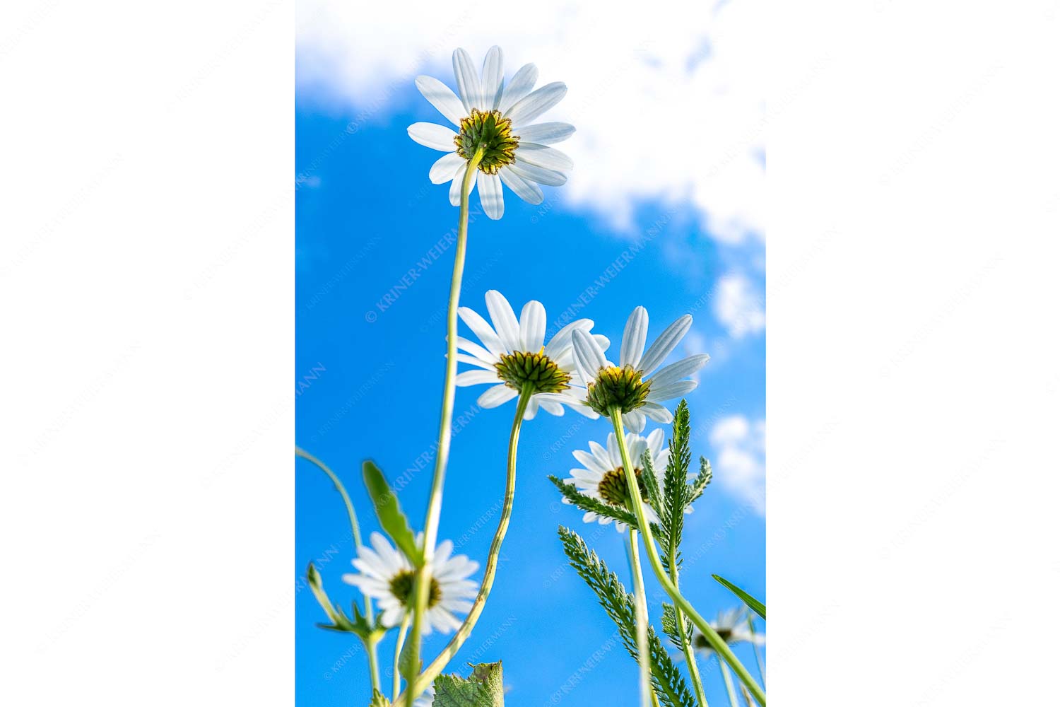 Unteransicht einer Blumenwiese mit Margariten - Von unten auch schön_2zu3 - mehr Infos bei www.Kriner-Weiermann.de
