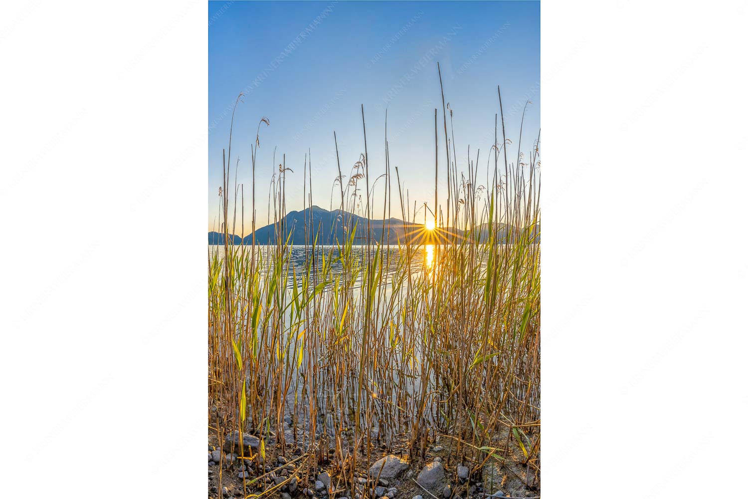 Schilfufer am Walchensee mit Sonnenaufgang am Jochberg - Walchenseeschilf_2zu3 - mehr Infos bei www.Kriner-Weiermann.de