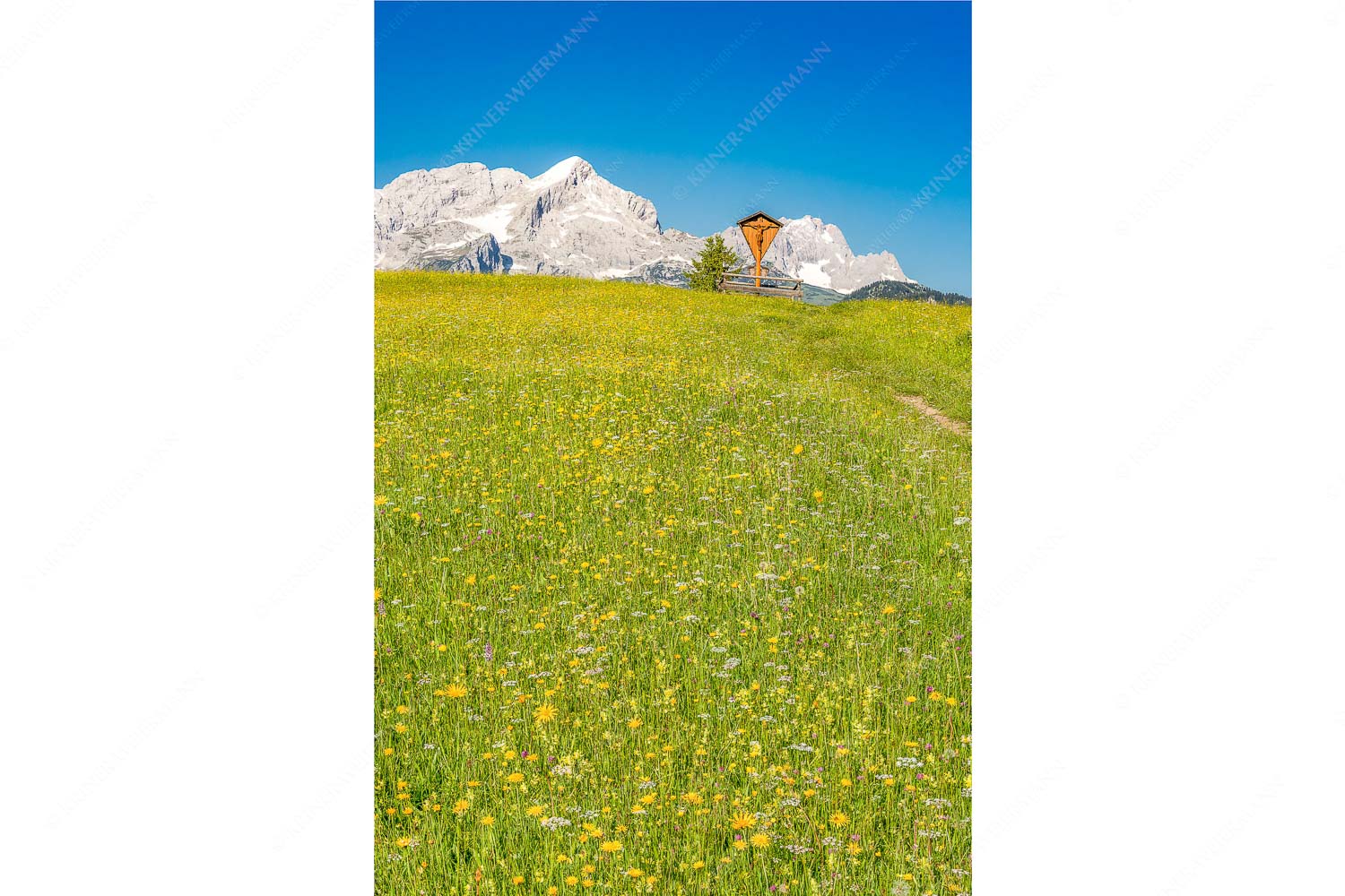 Blick über Blumenwiese am Eckbauer zum Zugspitzmassiv - Wegkreuz II_2zu3 - mehr Infos bei www.Kriner-Weiermann.de