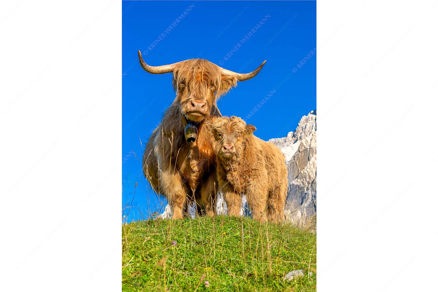 Schottische Hochlandrinder am Halleranger mit Speckkarspitze im Karwendelgebirge - Wir gehören zam_2zu3 - mehr Infos bei www.Kriner-Weiermann.de