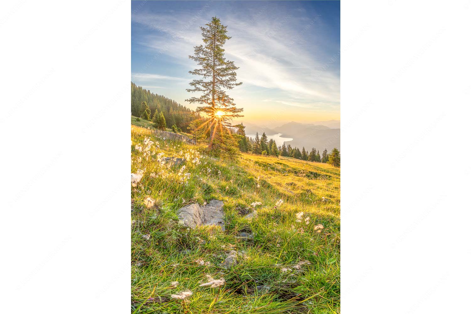 Almwiese am Simetsberg mit Walchensee - Wollgras im Morgenlicht_2zu3 - mehr Infos bei www.Kriner-Weiermann.de