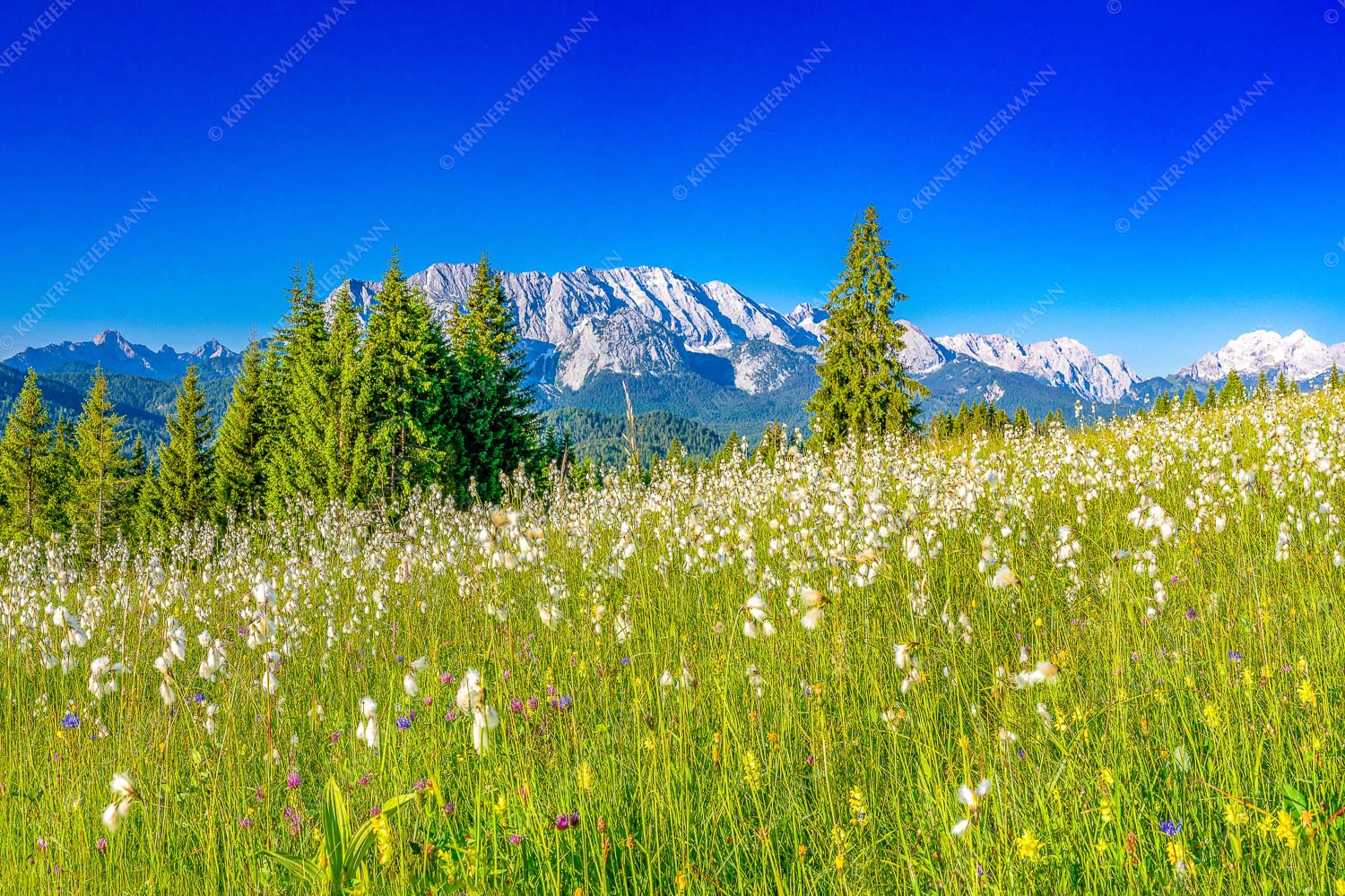 Blick über saftige Blumenwiese zum Wettersteingebirge - Wollgras Wiesn_3zu2 - mehr Infos bei www.Kriner-Weiermann.de