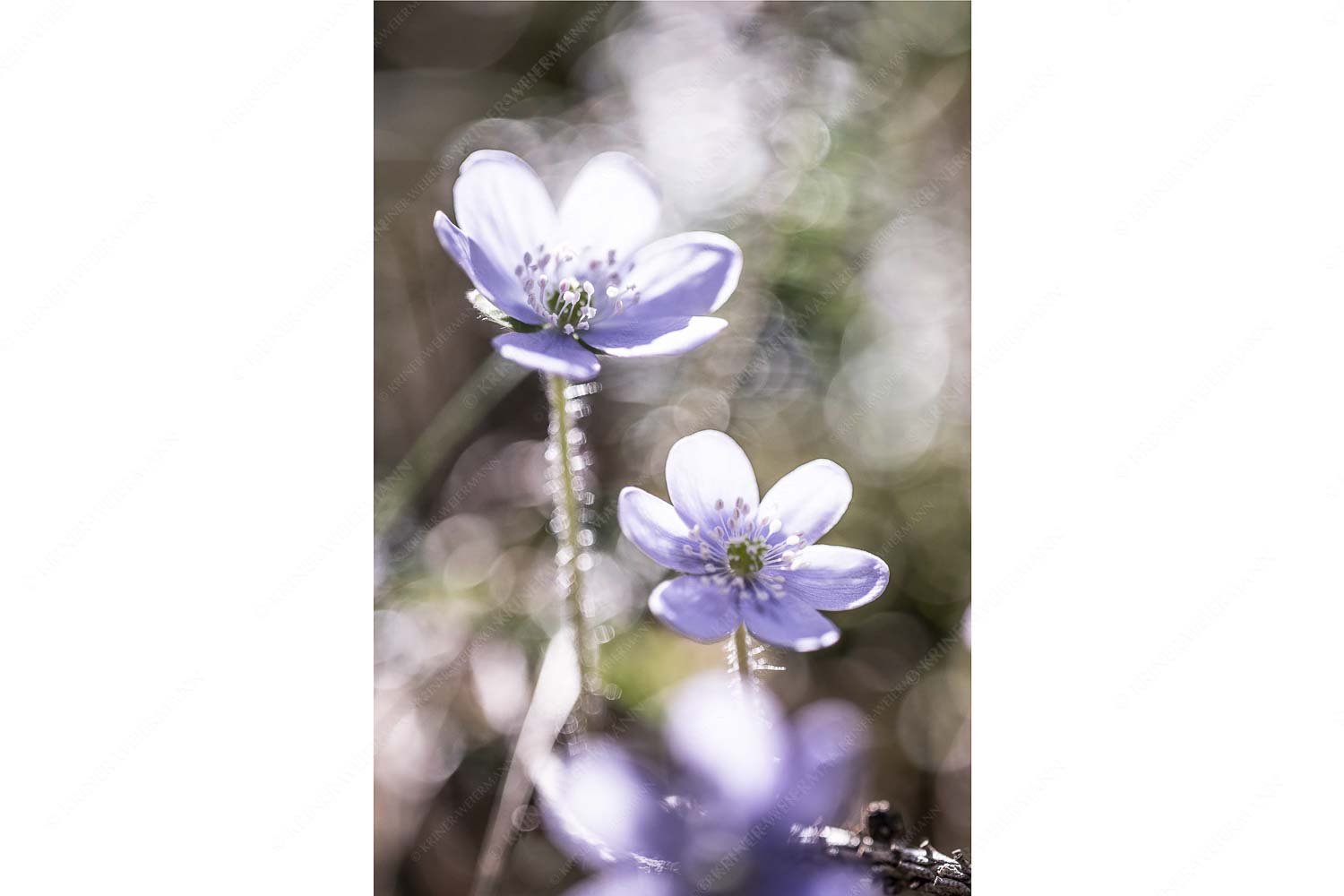 Leberblümchen sind mit die ersten Blumen im Frühjahr - Zart_2zu3 - mehr Infos bei www.Kriner-Weiermann.de