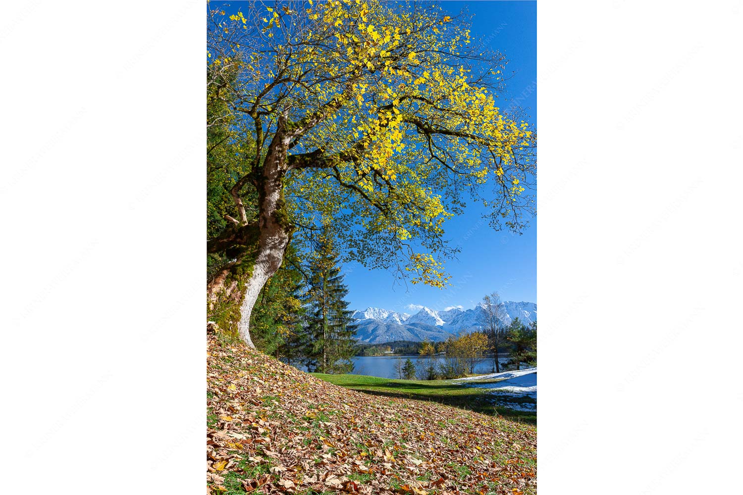 Alter Ahornbaum bei den Liegewiesen vom Barmsee, den Karwendel im Blick - Zeitzeuge_2zu3 - mehr Infos bei www.Kriner-Weiermann.de