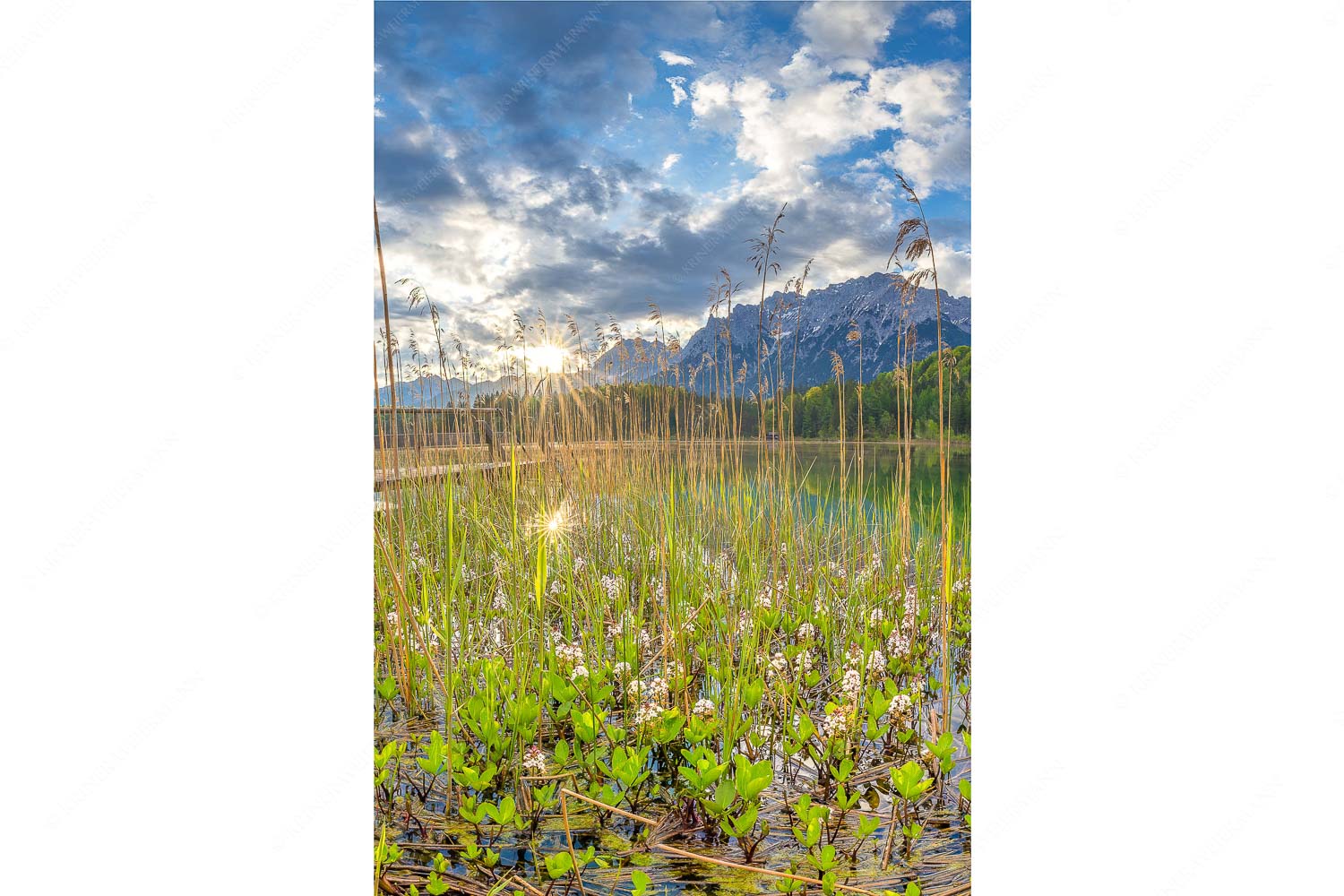 Die zarten Blüten des Fieberklees sind mit die ersten Booten im Frühling - Zartes Wesen_2zu3 - mehr Infos bei www.Kriner-Weiermann.de