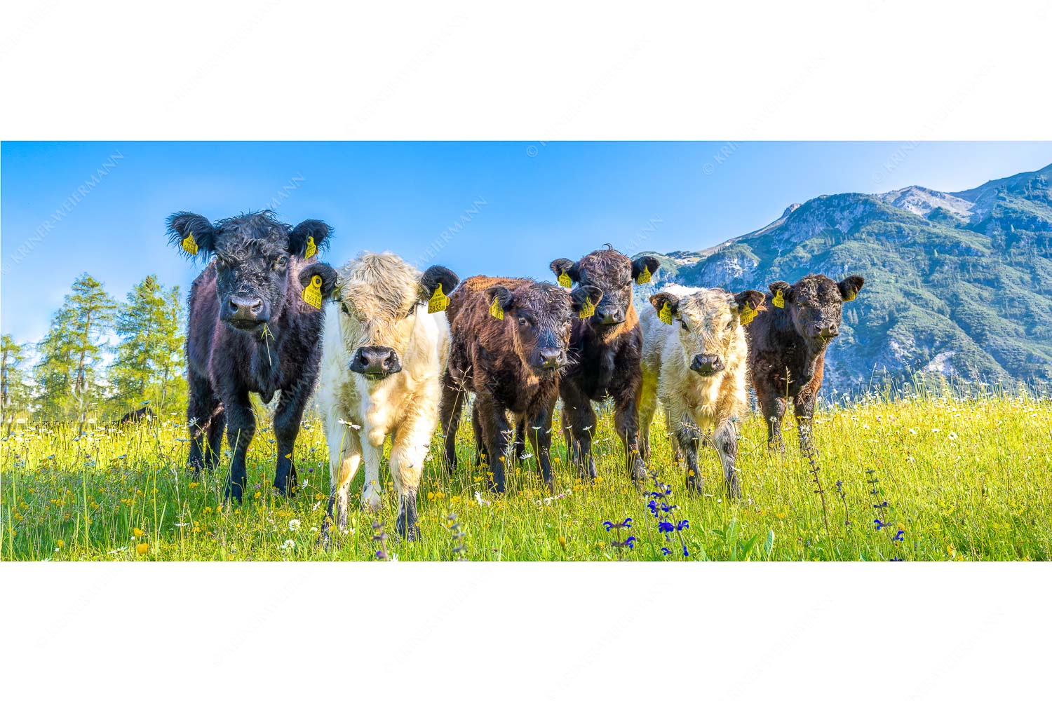 Jungvieh in Leutasch mit Wetterstein im Hintergrund - 6er Bande_25zu1 - mehr Infos bei www.Kriner-Weiermann.de